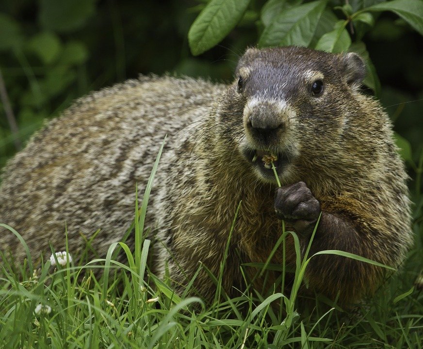 Groundhogs are shy animals. PETA encourages Groundhog Day celebrations that don't involve live animals.